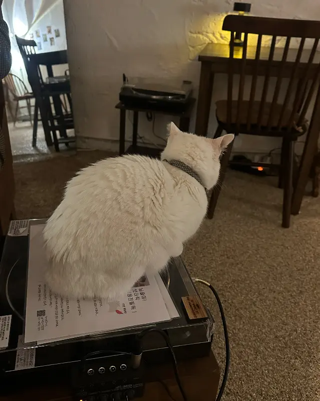 턴테이블 위에 앉아 있는 고양이 설기