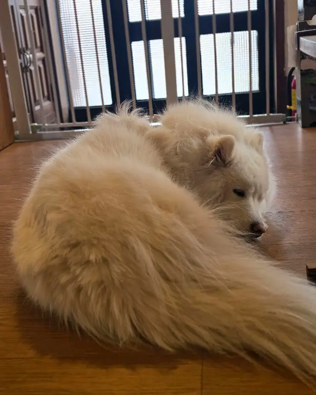 곤히 잠든 순애