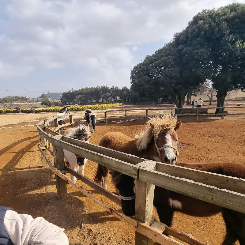 목장에서 뛰노는 말들
