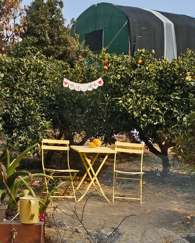 감귤밭의 포토존