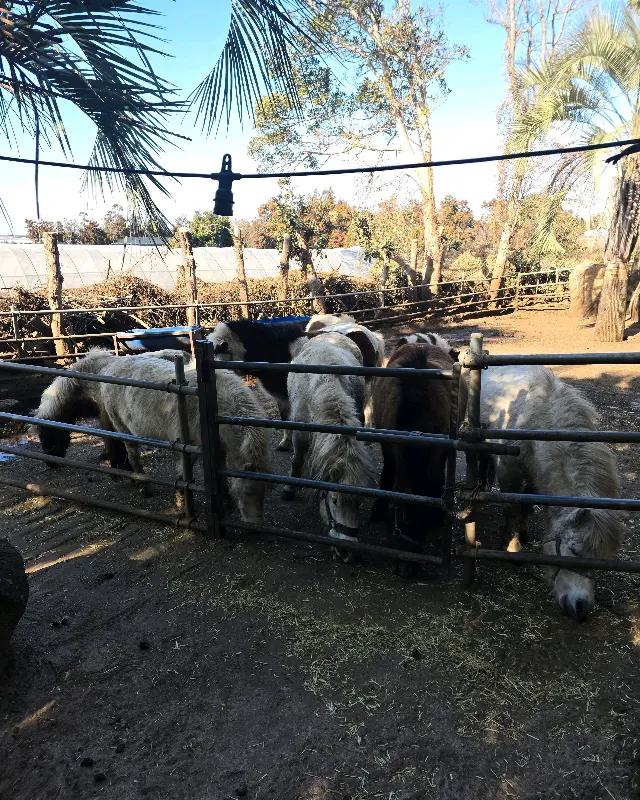 동물 먹이 주기