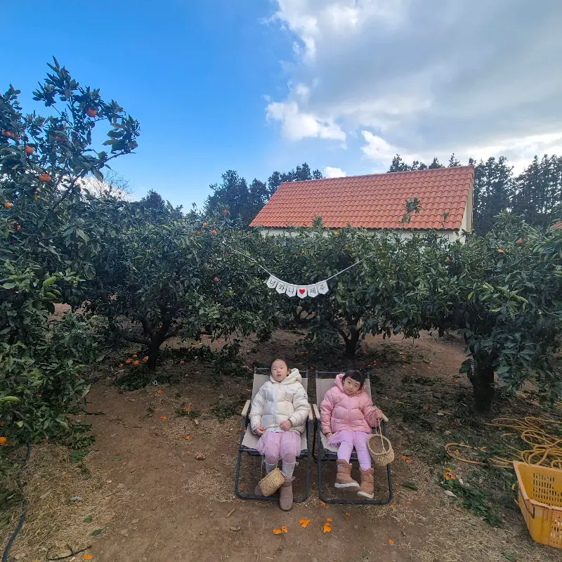 귤밭에서 즐거운 시간을 보내는 아이들