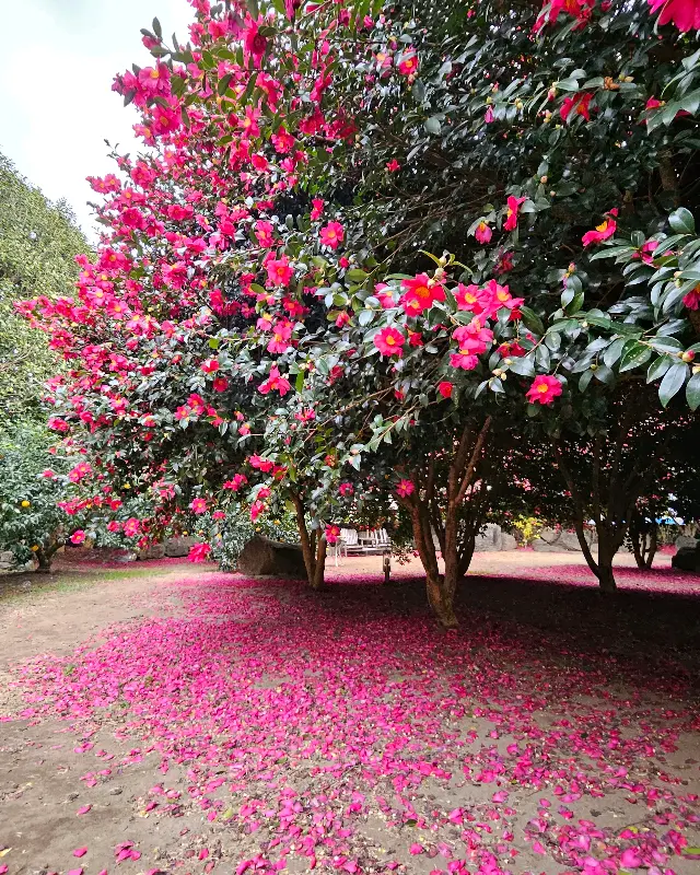 땅에 떨어진 동백꽃잎