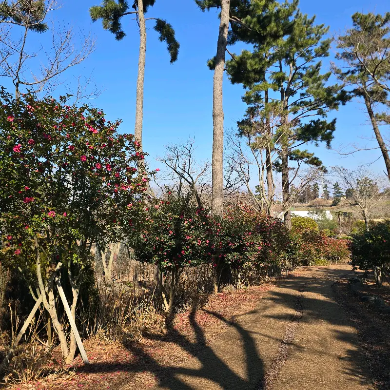 동백꽃 정원 산책로