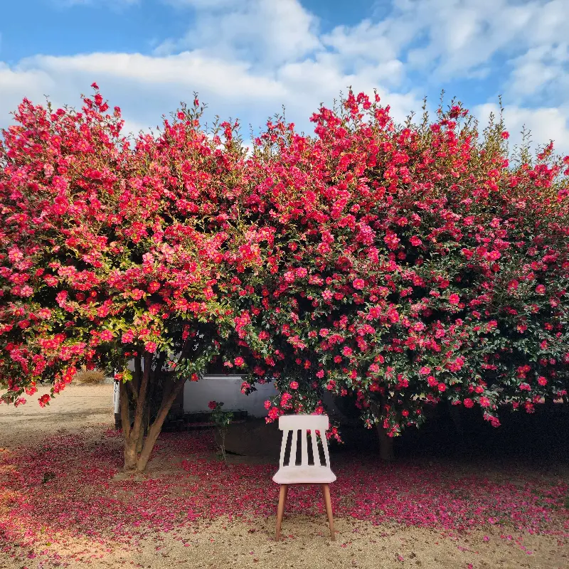 붉은 동백꽃 아래 놓인 의자, 감성적인 분위기를 더한다.