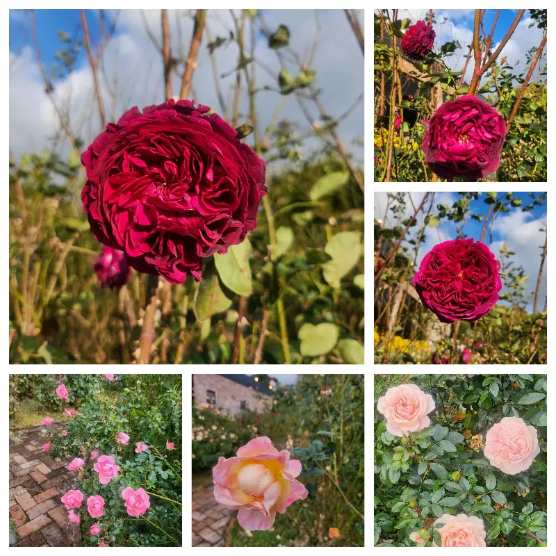 식당 정원의 장미