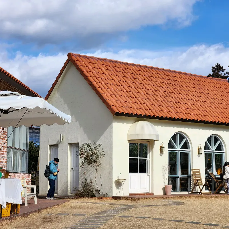 감귤밭에서 귤을 따는 사람들의 모습