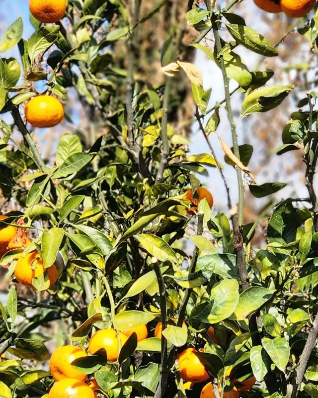 귤 나무에 주렁주렁 열린 귤