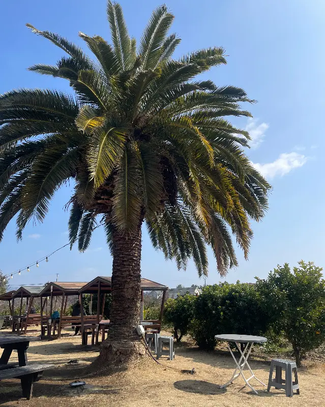 도시정원 야외 테이블과 야자수 풍경