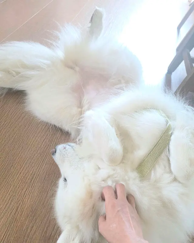 솔옆수 강아지 순애