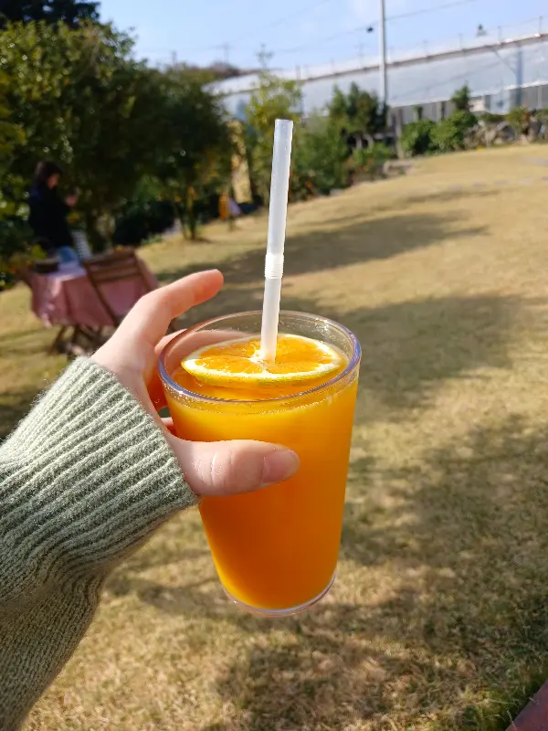 에인 감귤밭에서 맛본 감귤 주스