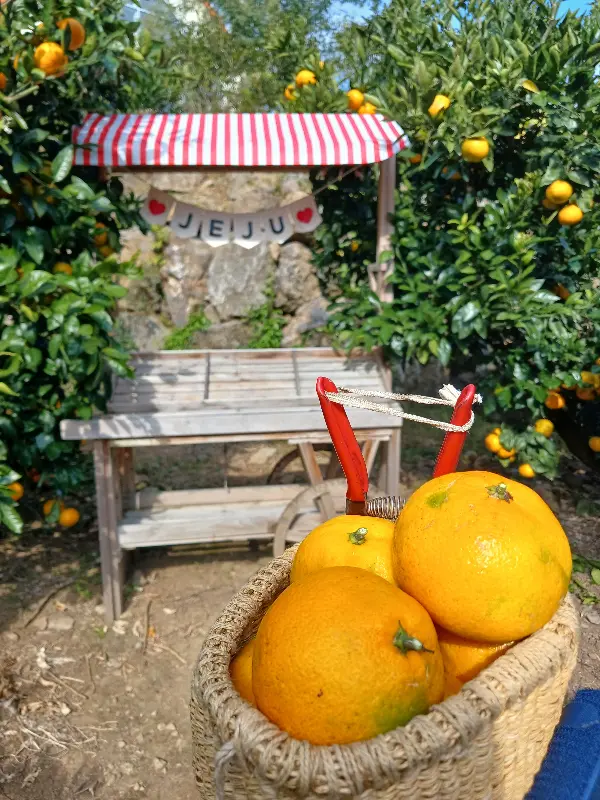 귤 바구니에 담긴 탐스러운 귤들