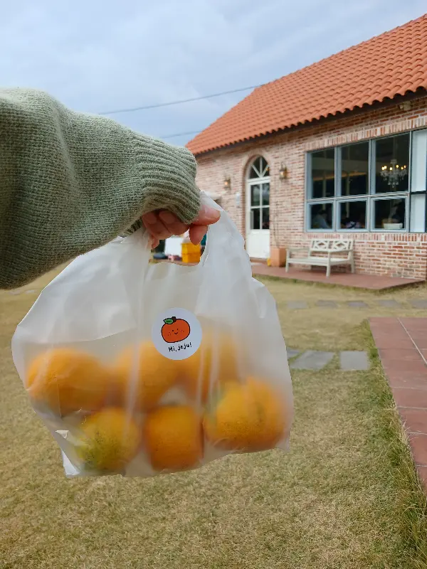 직접 딴 귤을 포장해가는 모습