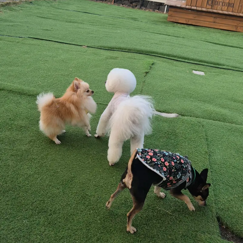 강아지들이 뛰어노는 모습