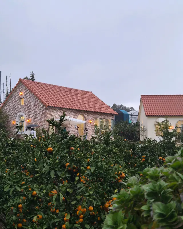 감귤밭과 유럽풍 건물이 어우러진 풍경