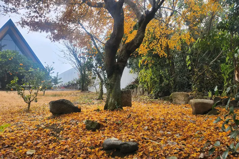 낙엽이 쌓인 정원의 아름다운 풍경