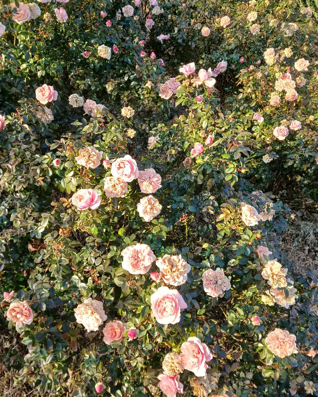 장미 정원의 풍경