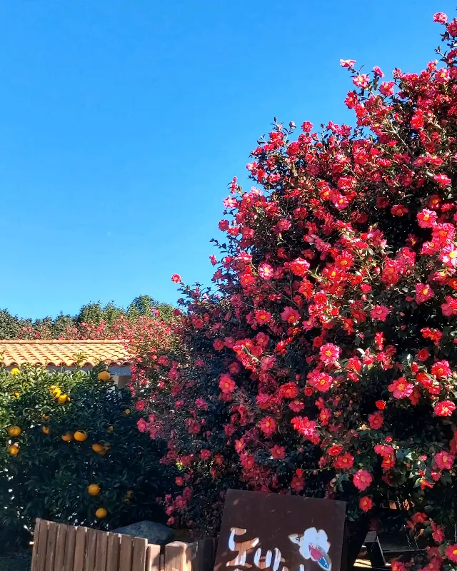 동백꽃이 만개한 정원의 모습