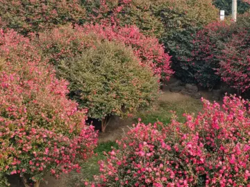 제주 동백 맛집, 동박낭에서 만나는 꽃길 인생샷과 향긋한 추억 한 잔