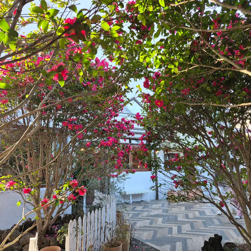 동백꽃 사이로 보이는 카페 건물