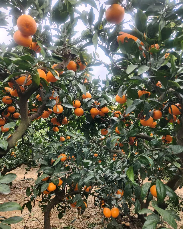 귤이 주렁주렁 열린 감귤 나무