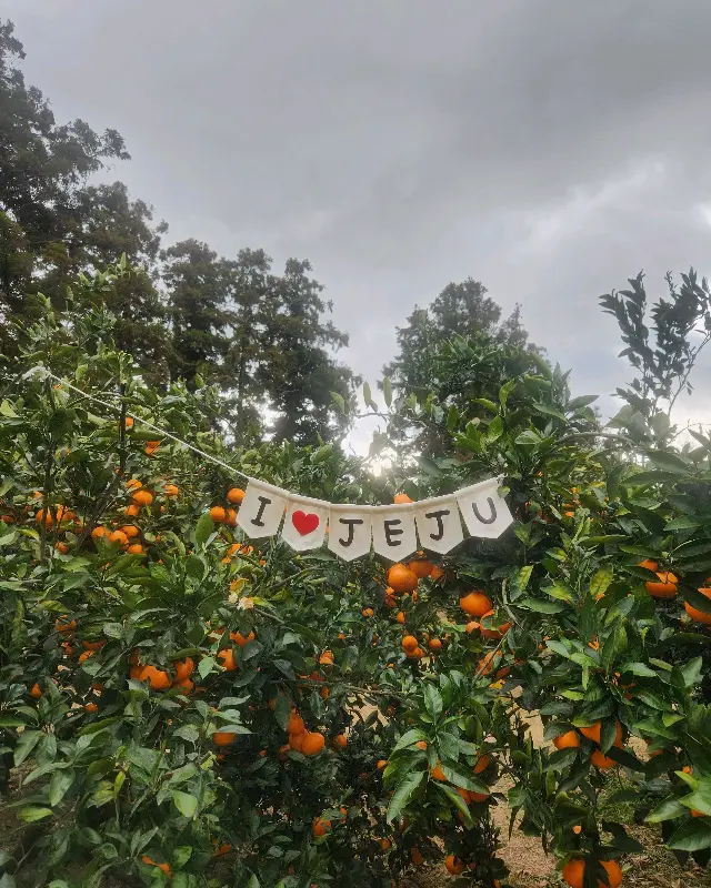 귤밭 풍경