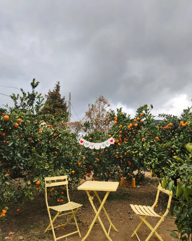 야외 테이블과 감귤밭