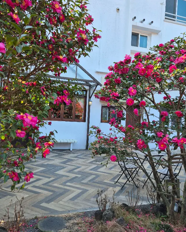 카페 외부, 동백꽃과 어우러진 모습