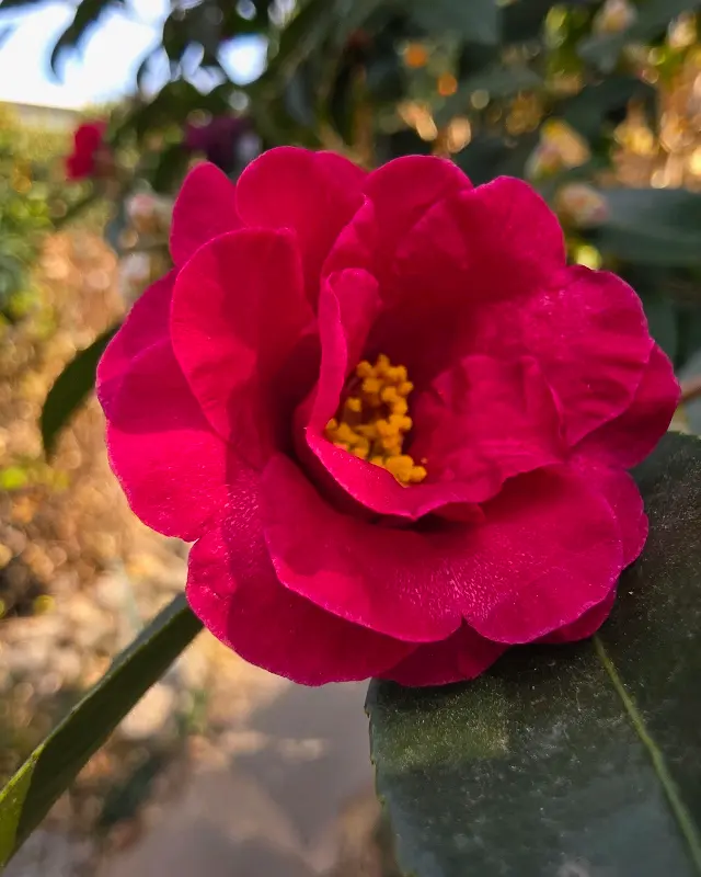 테이블 위의 귤 음료