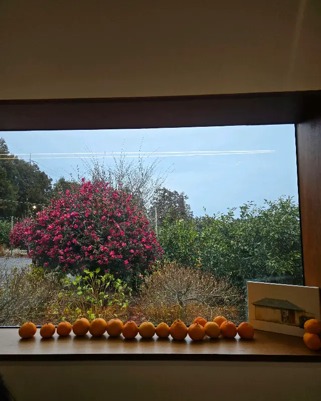 창가 좌석에 놓인 귤