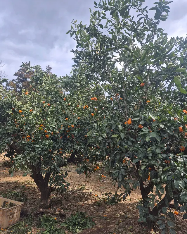 넓게 펼쳐진 감귤밭 전경