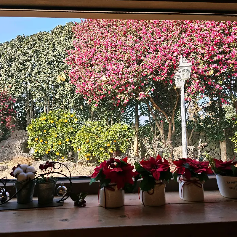 창밖으로 보이는 동백 정원