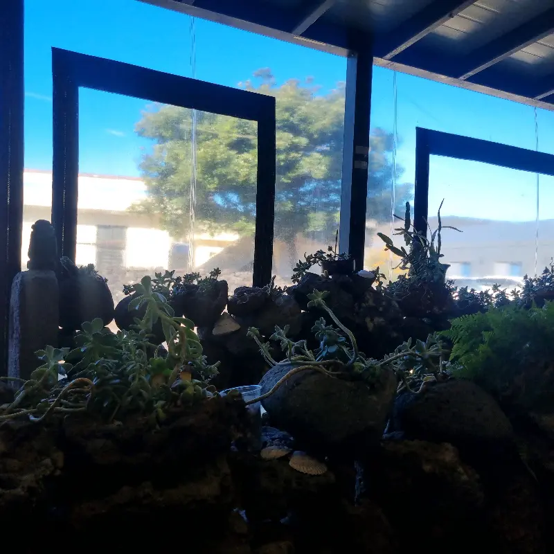 해조네 식당 내부 인테리어, 창가 좌석에서 보이는 다육이 화분들이 인상적이다.