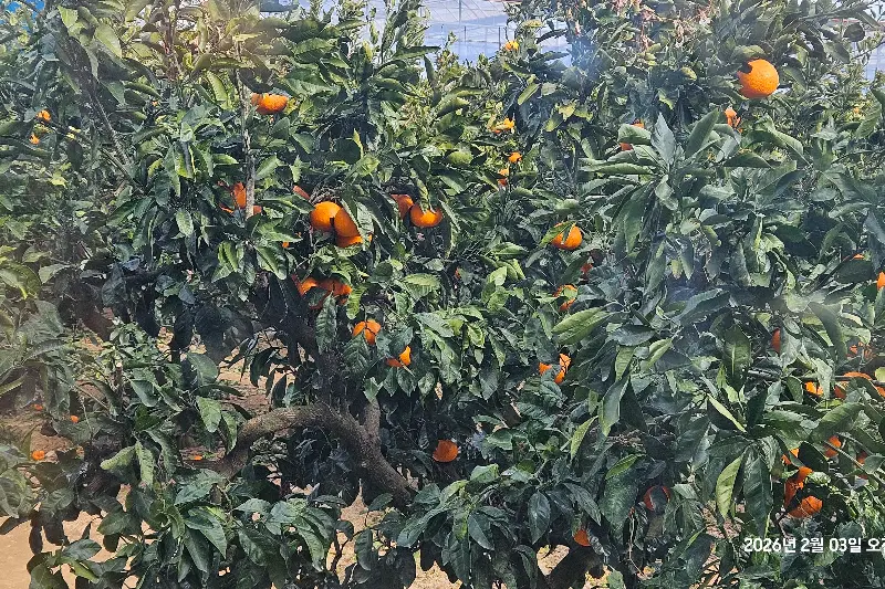 감귤밭 풍경