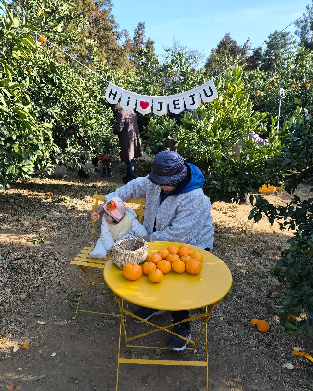 감귤밭에 놓인 노란 테이블과 의자, 그 위에 놓인 탐스러운 귤