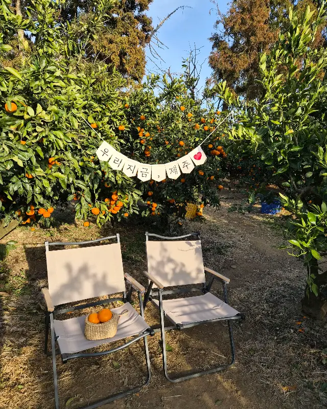 귤밭 포토존에서 찍은 사진