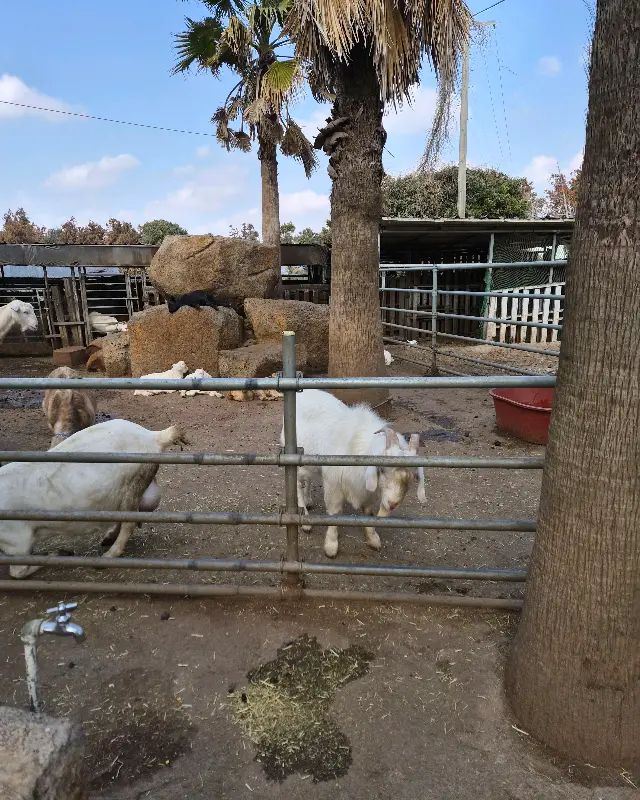 동물 농장의 염소들