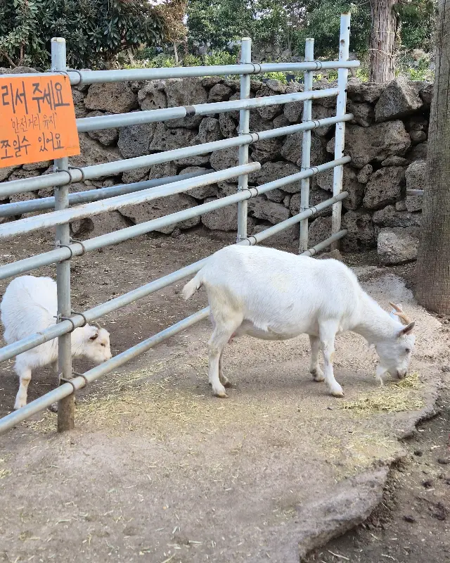어린왕자 감귤밭