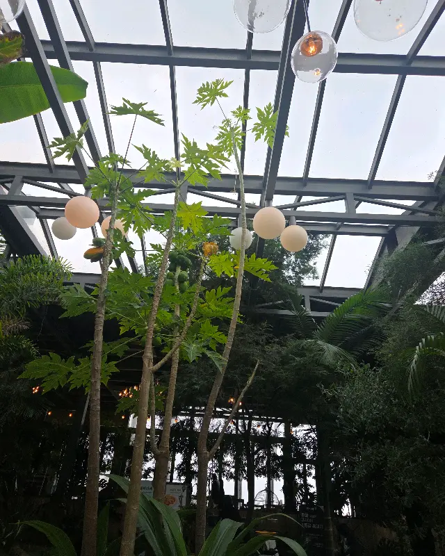 카페 내부 천장과 식물