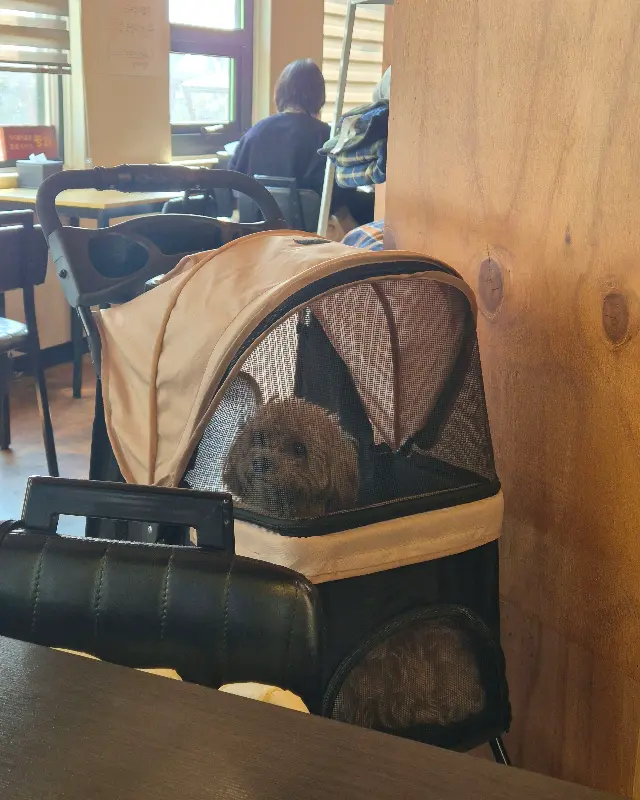 맛깔스러운 제육볶음