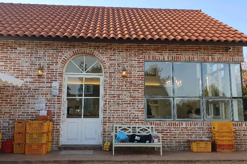 감귤 나무 아래 놓인 아기자기한 소품들