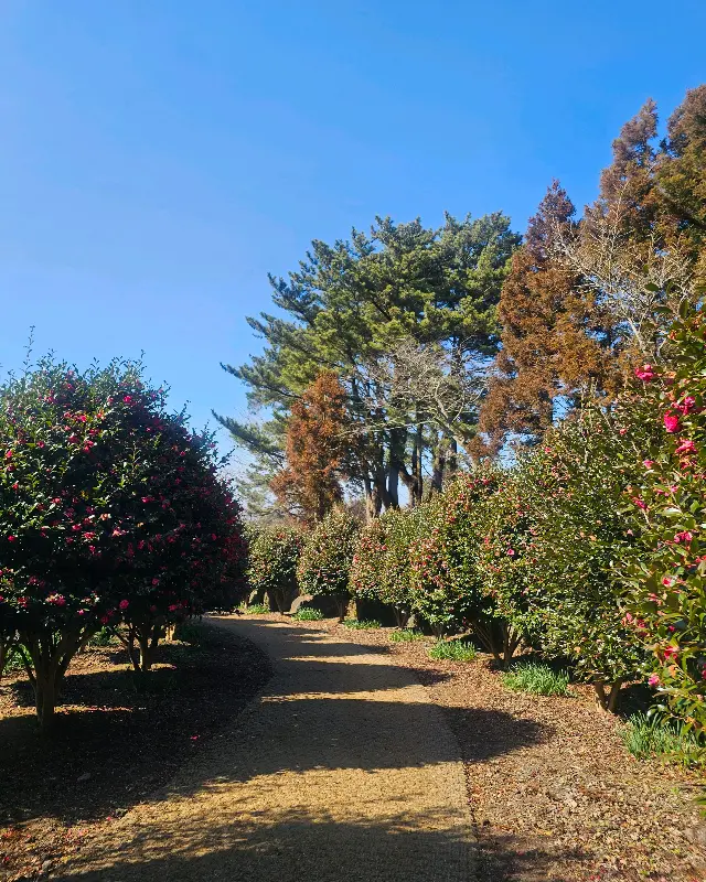 이끼 정원의 산책로