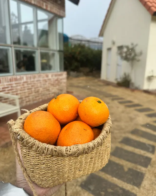 귤이 주렁주렁 열린 감귤밭