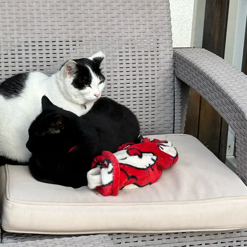 의자에 앉아 쉬고 있는 고양이 두 마리