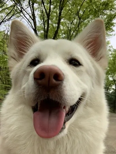 사랑스러운 강아지