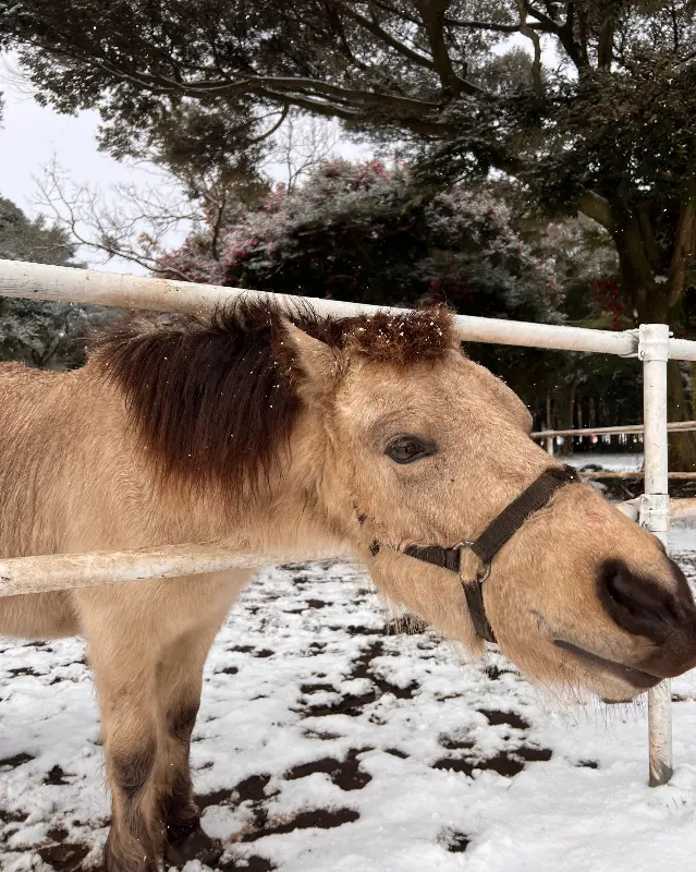 눈 덮인 목장에서 순한 눈망울로 카메라를 응시하는 포니