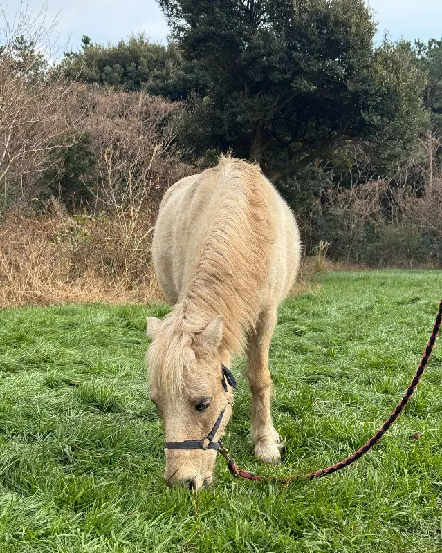 풀 뜯어먹는 포니