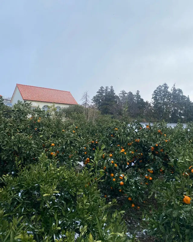 귤 나무 너머 보이는 카페 건물