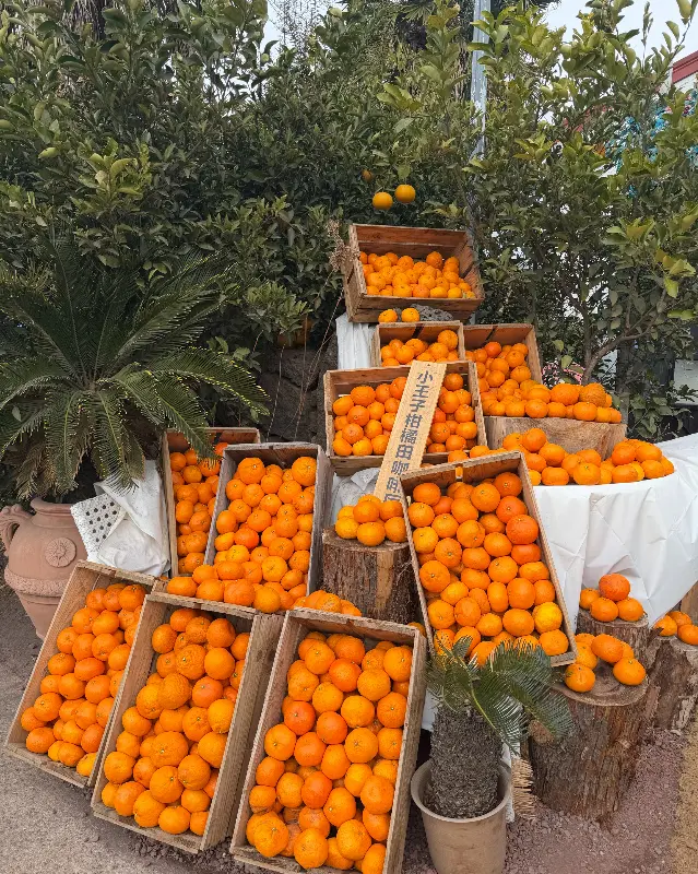 어린왕자 감귤밭 포토존