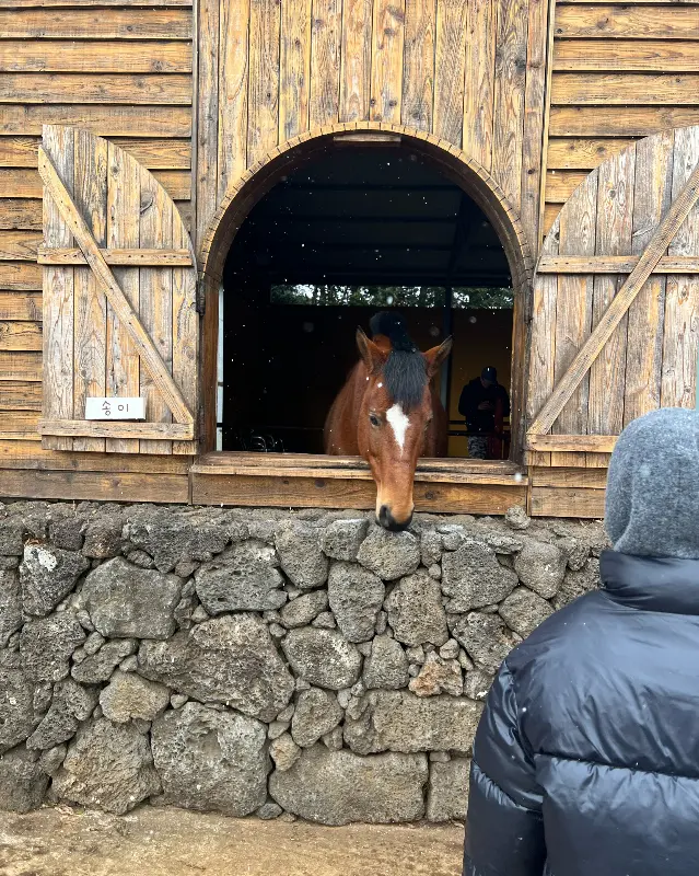 말이 나무 울타리 안에서 고개를 내밀고 있다.